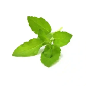 Tulsi